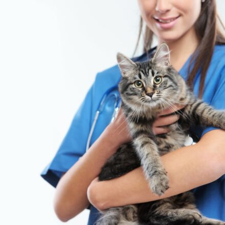 LE RAYON VETERINAIRE EN PHARMACIE