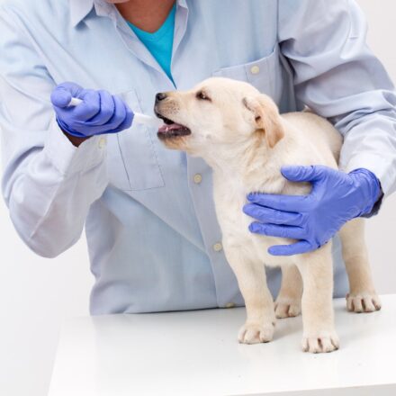 PRODUITS ET MEDICAMENTS VETERINAIRES